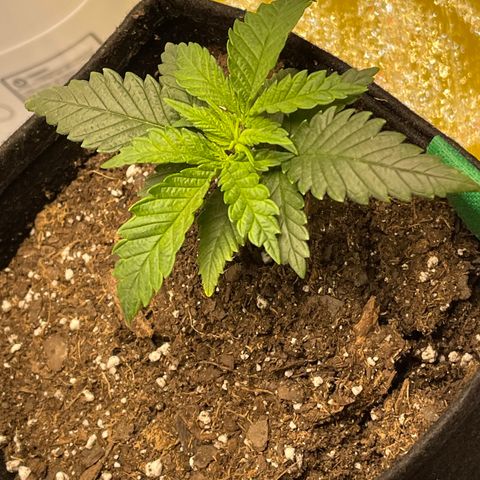 Buttercream Gelato  (First Grow) growlog photo: Cupping 