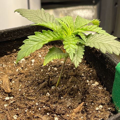 Buttercream Gelato  (First Grow) growlog photo: Cupping 