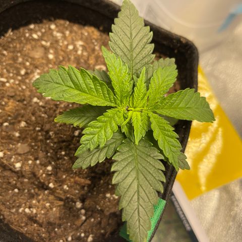 Buttercream Gelato  (First Grow) growlog photo: Cupping 