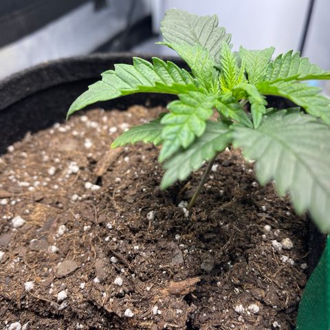 Buttercream Gelato  (First Grow) growlog photo: Cupping 