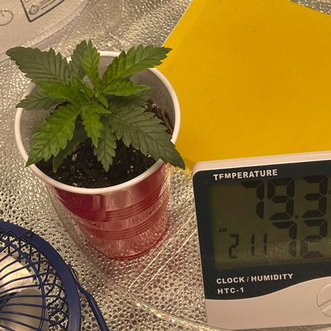 Buttercream Gelato  (First Grow) growlog photo: Cupping 