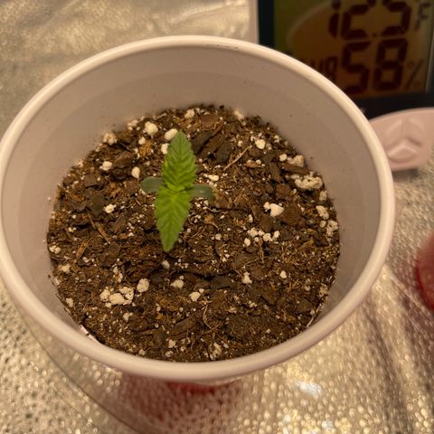 Buttercream Gelato  (First Grow) growlog timeline photo