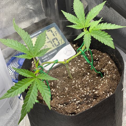 Buttercream Gelato  (First Grow) growlog photo: 2nd topping & LST tie down response 
Removed old fan leaves 