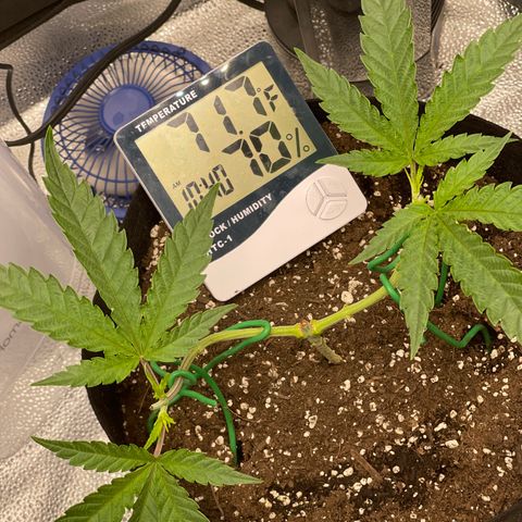 Buttercream Gelato  (First Grow) growlog photo: 2nd topping & LST tie down response 
Removed old fan leaves 