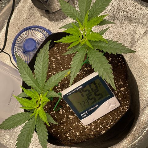 Buttercream Gelato  (First Grow) growlog photo: Grow shoot growth 