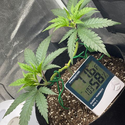 Buttercream Gelato  (First Grow) growlog photo: 2nd nodes coming in
Growth shoots on node 1 peeking out