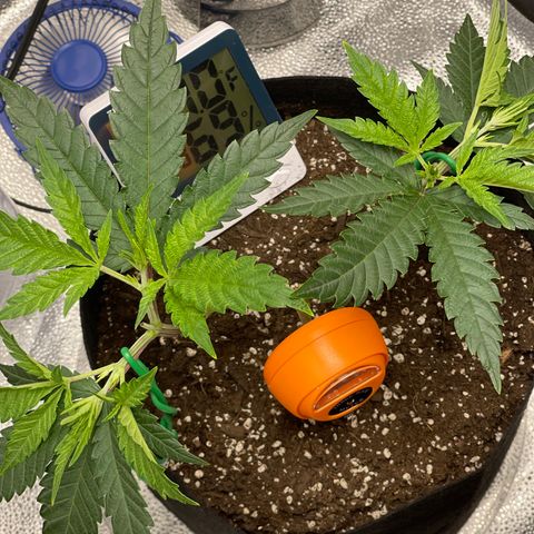 Buttercream Gelato  (First Grow) growlog photo: Post 3rd LST tie down 