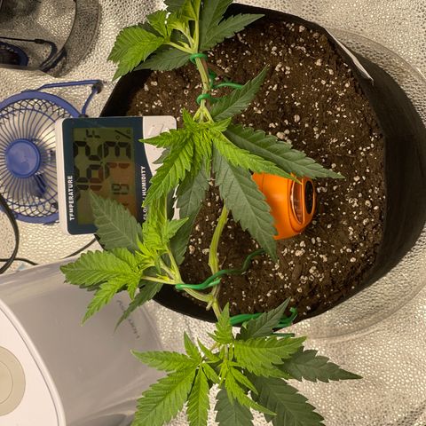 Buttercream Gelato  (First Grow) growlog photo: LST 