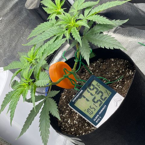 Buttercream Gelato  (First Grow) growlog timeline photo
