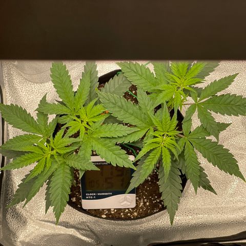 Buttercream Gelato  (First Grow) growlog timeline photo