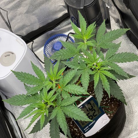 Buttercream Gelato  (First Grow) growlog photo: Praying 😆