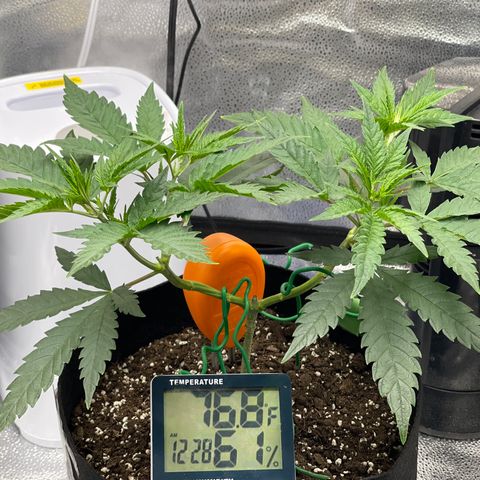 Buttercream Gelato  (First Grow) growlog timeline photo