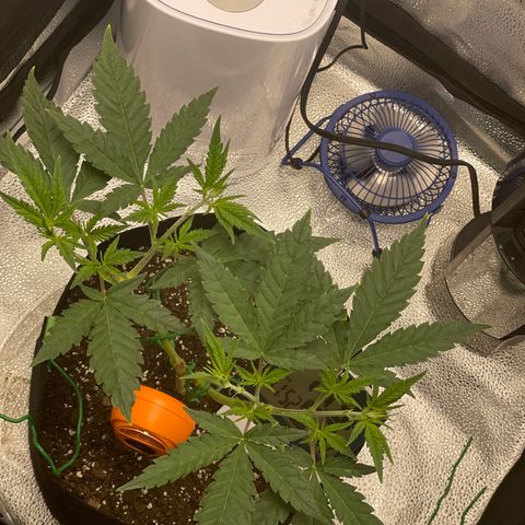 Buttercream Gelato  (First Grow) growlog photo: Post mini defoliation session 
