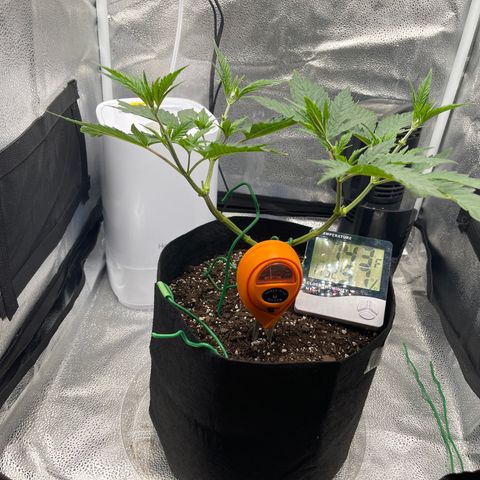 Buttercream Gelato  (First Grow) growlog photo: Post mini defoliation session 