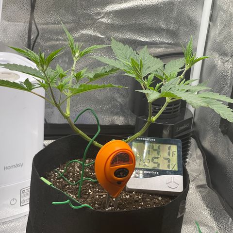 Buttercream Gelato  (First Grow) growlog photo: Post mini defoliation session 