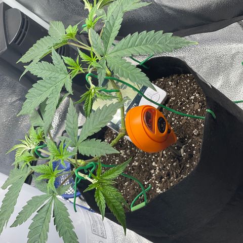 Buttercream Gelato  (First Grow) growlog photo: Tie down results 