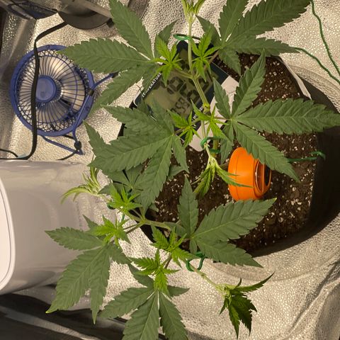 Buttercream Gelato  (First Grow) growlog photo: Tie down results 