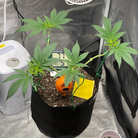 Buttercream Gelato  (First Grow) growlog photo: Post water prayer 
