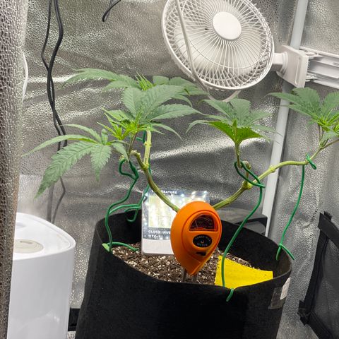 Buttercream Gelato  (First Grow) growlog photo: Post water prayer 