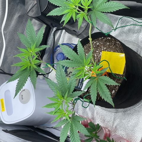 Buttercream Gelato  (First Grow) growlog photo: 8 tops 
Branches taking off 
2nd nodes coming in
Clones are on day 6 of life off mom
-no roots yet but they’re still green and leaves are still soft and supple. 