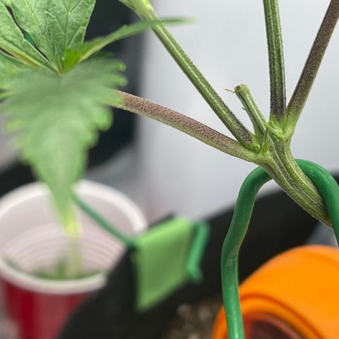 Buttercream Gelato  (First Grow) growlog photo: Preflowers. She’s got her legs crossed (like a lady). 
Will flip to flower in about 3 weeks or so. Just gotta awaitrecoverh drop last topping and final transplant. 