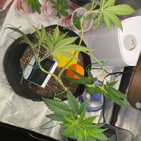 Buttercream Gelato  (First Grow) growlog photo: Post water and light Kyle Kushman Chiropractic session 
Starting to smell more like citrusy bud 😆