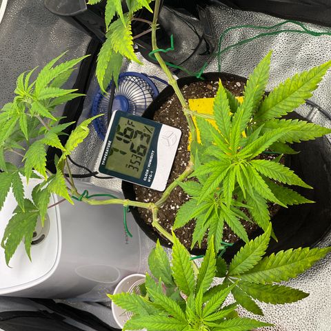 Buttercream Gelato  (First Grow) growlog photo: Forgot to water 🤦🏾‍♀️