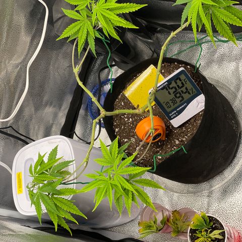 Buttercream Gelato  (First Grow) growlog photo: Post topping & tie down 
