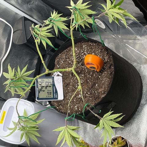 Buttercream Gelato  (First Grow) growlog photo: LST post 5 gallon transplant 