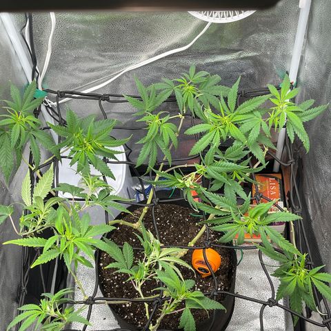 Buttercream Gelato  (First Grow) growlog timeline photo