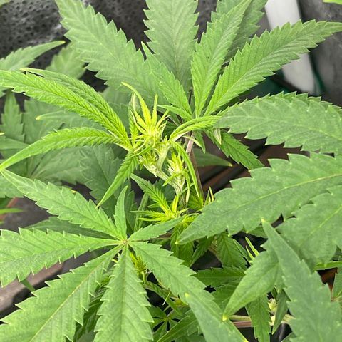 Buttercream Gelato  (First Grow) growlog photo: We got buds!!