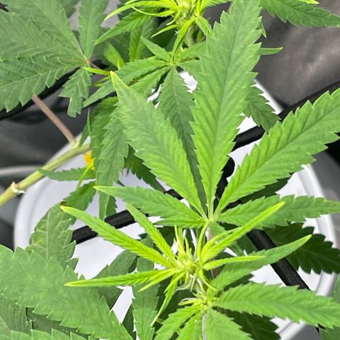 Buttercream Gelato  (First Grow) growlog photo: We got buds!!