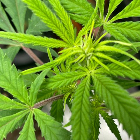 Buttercream Gelato  (First Grow) growlog photo: We got buds!!