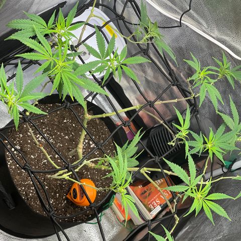 Buttercream Gelato  (First Grow) growlog photo: Post trim 
16 tops 