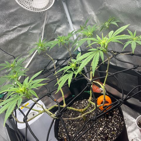 Buttercream Gelato  (First Grow) growlog photo: Praying immediately post water
#HappyGirl
