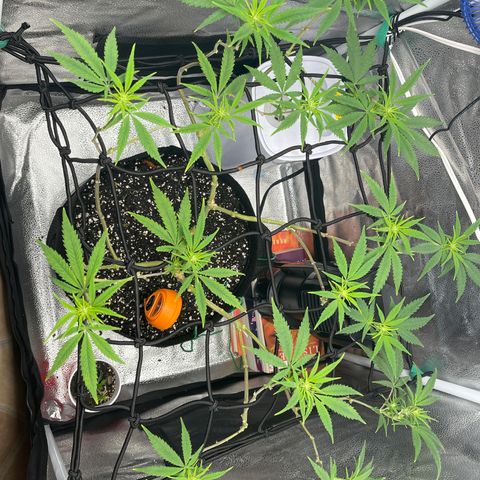 Buttercream Gelato  (First Grow) growlog photo: Praying immediately post water
#HappyGirl