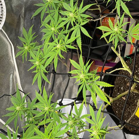 Buttercream Gelato  (First Grow) growlog photo: Preflowers looking extremely promising 
I’m excited!!!!!