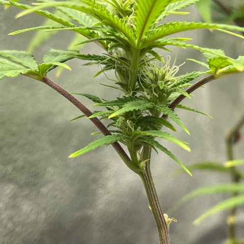 Buttercream Gelato  (First Grow) growlog photo: Preflowers looking extremely promising 
I’m excited!!!!!