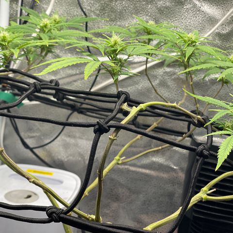 Buttercream Gelato  (First Grow) growlog photo: Preflowers looking extremely promising 
I’m excited!!!!!