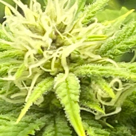 Buttercream Gelato  (First Grow) growlog photo: Frosty 😆