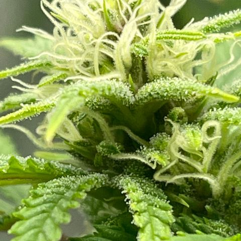 Buttercream Gelato  (First Grow) growlog photo: Frosty 😆
