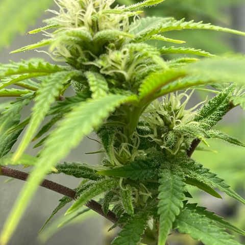 Buttercream Gelato  (First Grow) growlog photo: Frosty 😆