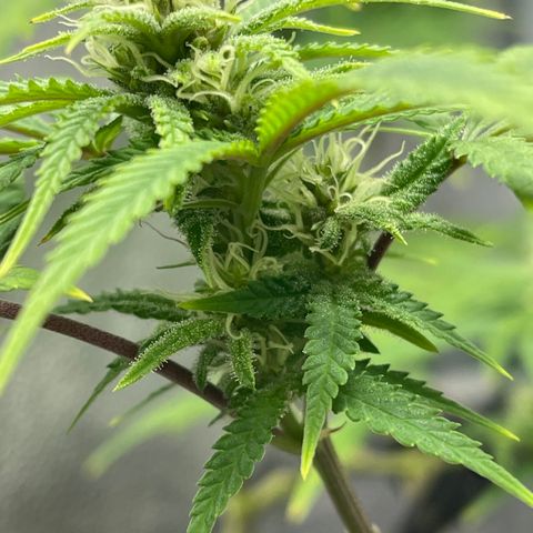 Buttercream Gelato  (First Grow) growlog photo: Frosty 😆