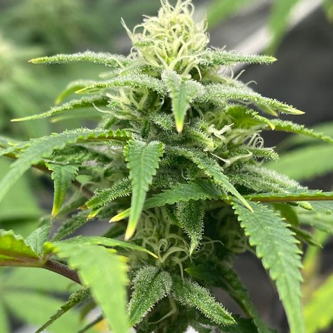 Buttercream Gelato  (First Grow) growlog photo: Week 5!!!
