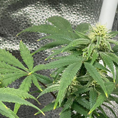 Buttercream Gelato  (First Grow) growlog photo: Week 5!!!

