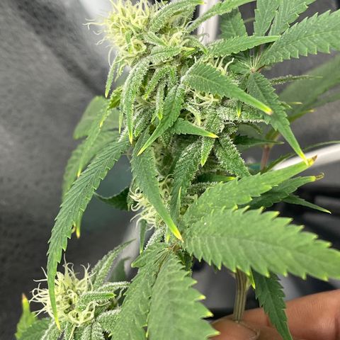 Buttercream Gelato  (First Grow) growlog photo: Week 5!!!
