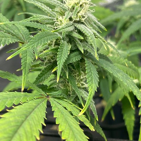 Buttercream Gelato  (First Grow) growlog photo: Week 5!!!
