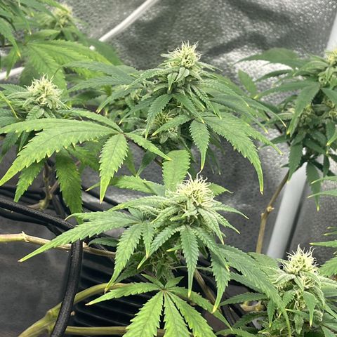 Buttercream Gelato  (First Grow) growlog photo: Week 5!!!
