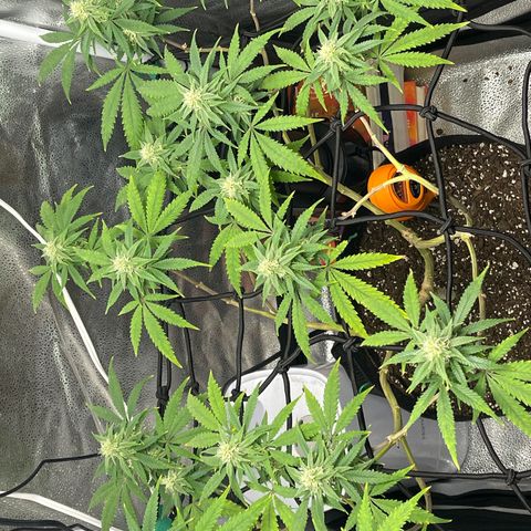 Buttercream Gelato  (First Grow) growlog photo: Week 5!!!
