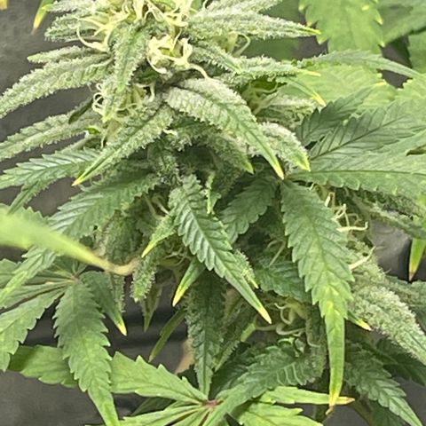 Buttercream Gelato  (First Grow) growlog photo: Buds starting to swell
Trichomes still clear despite a few pistols maturing into amber. 